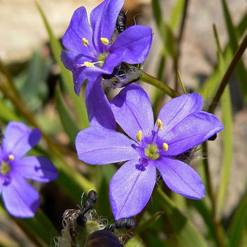 Aristea ecklonii
