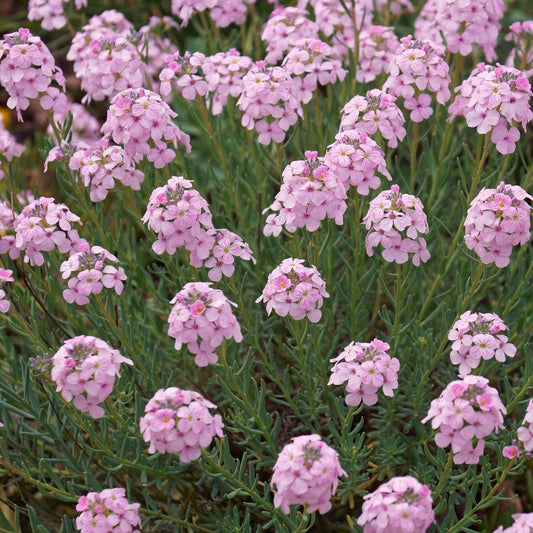 Aethionema grandiflorum