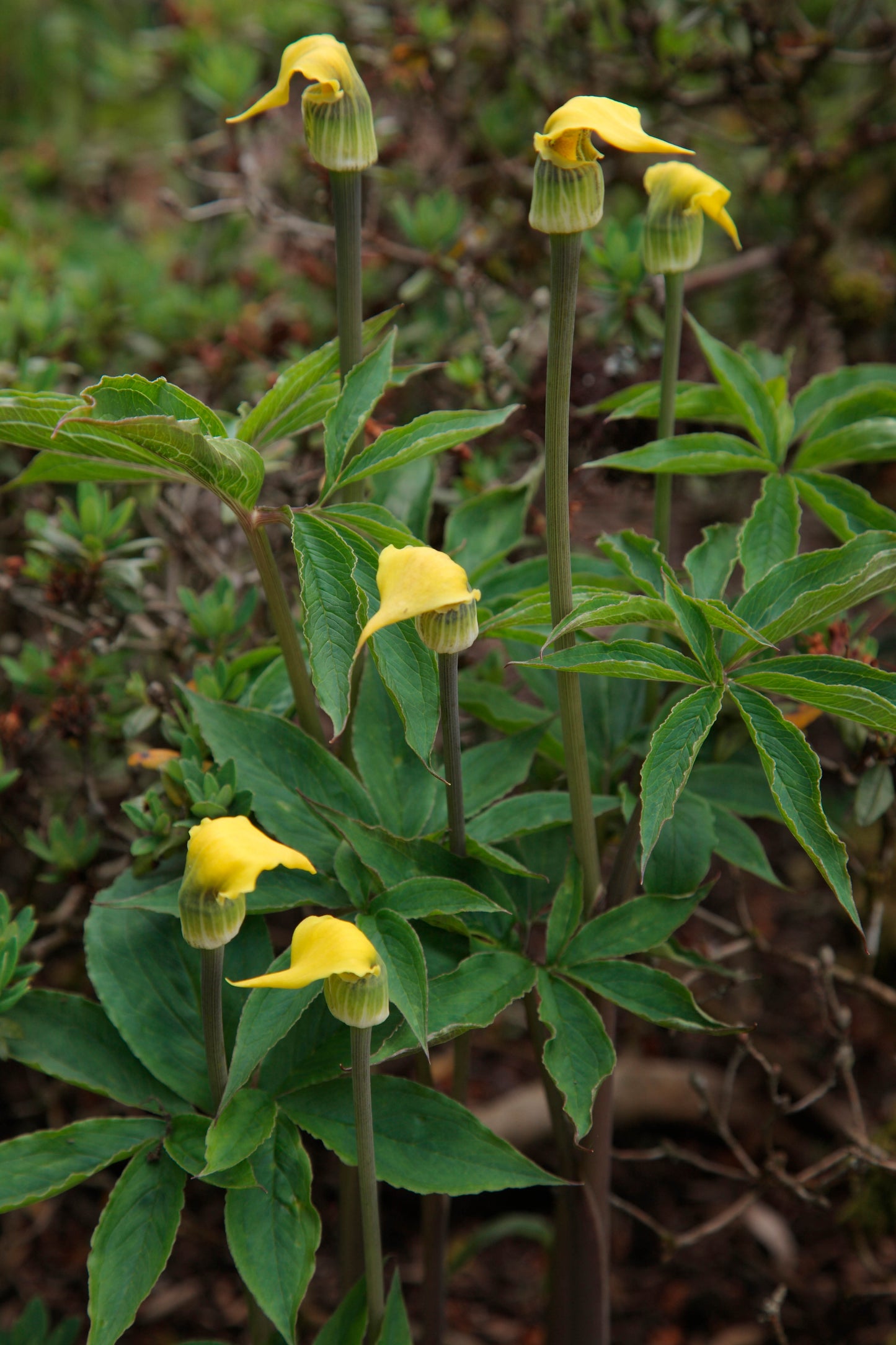 Arisaema Flavum