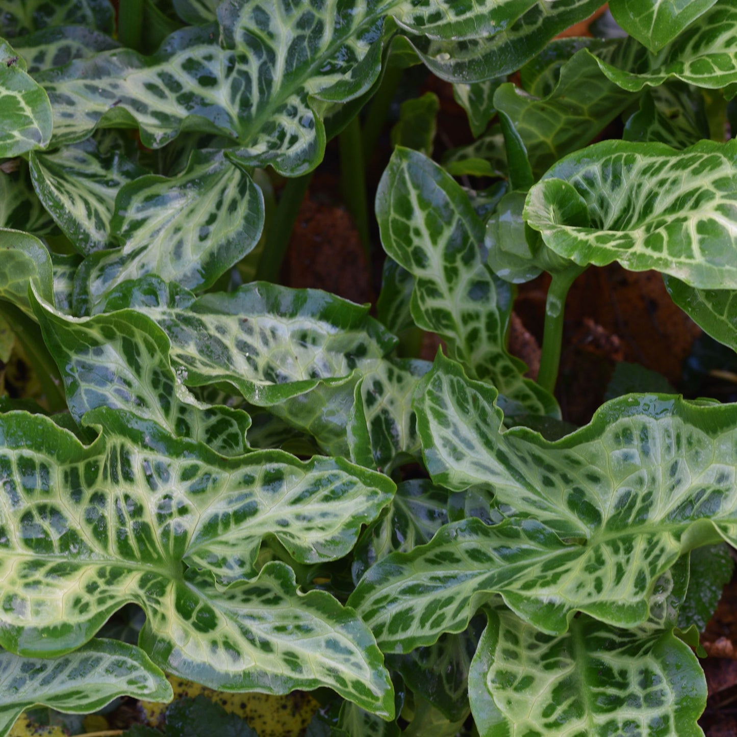 Arum Italicum marmoratum (pictum)