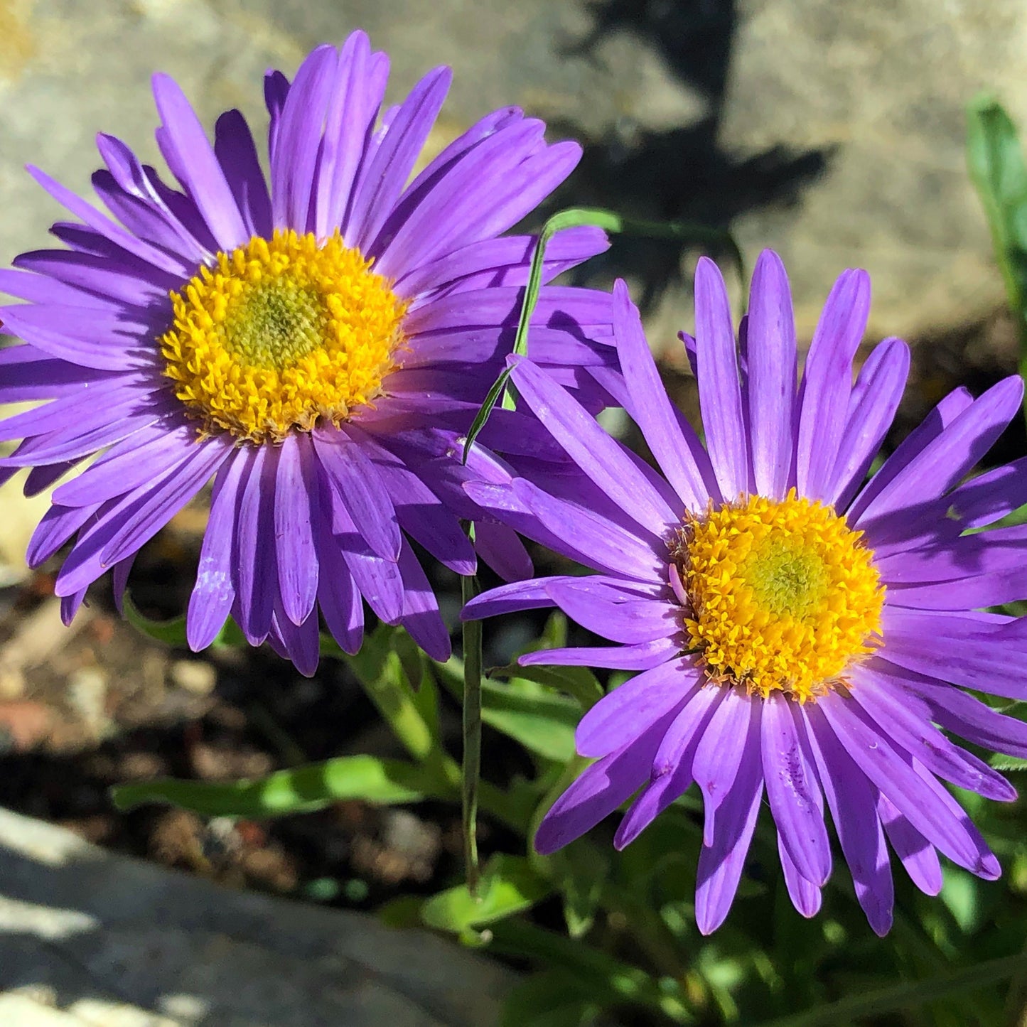Aster alipnus Dark Beauty