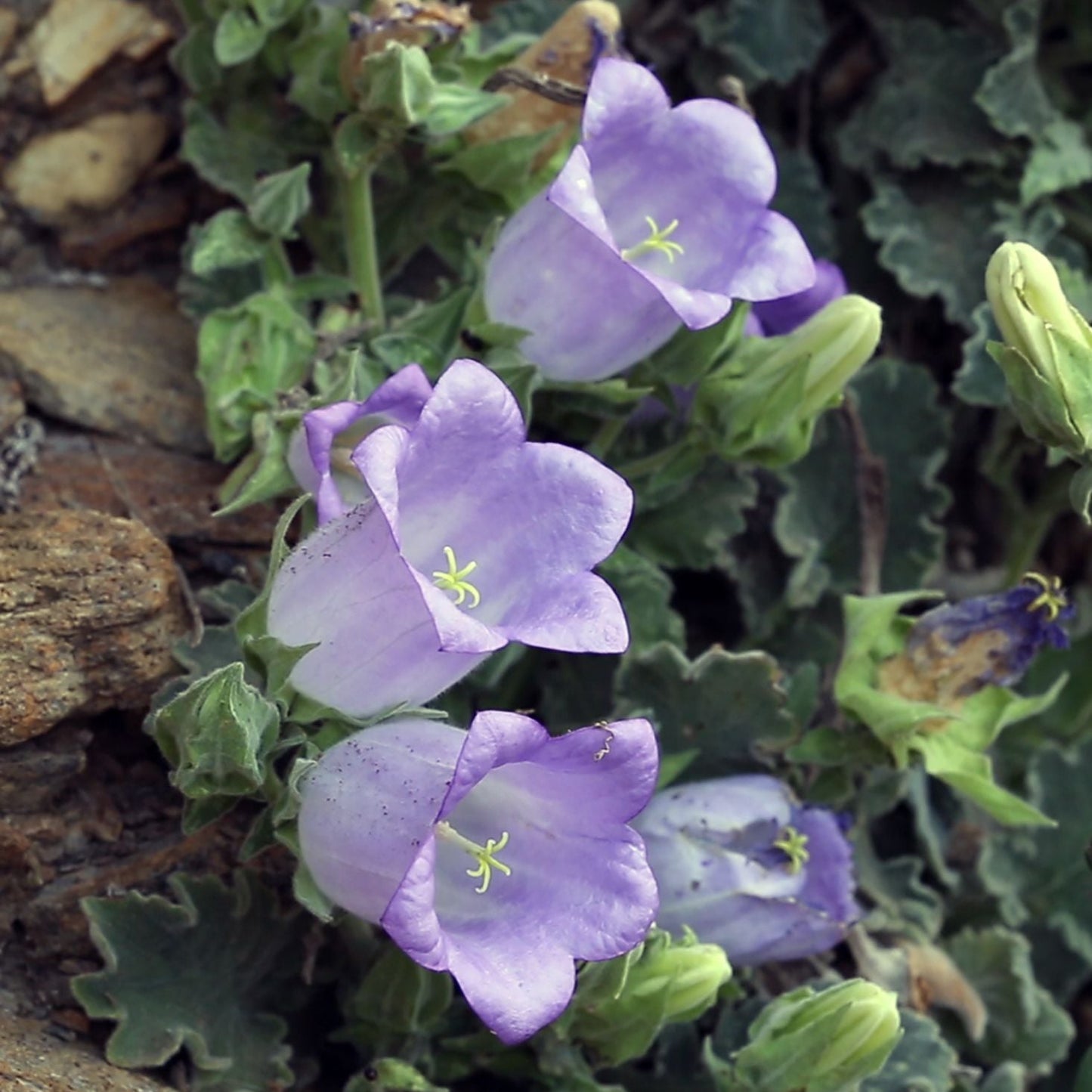 Campanula incurva