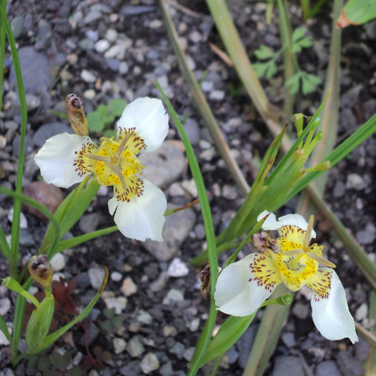 Tigridia chiapensis