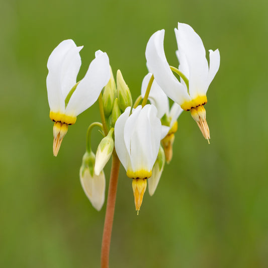 Dodecatheon pauciflorum Pole Star