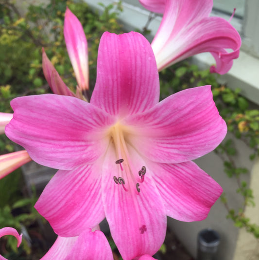 Amaryllis belladonna Durban