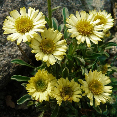 Erigeron aureus Canary Bird  AGM