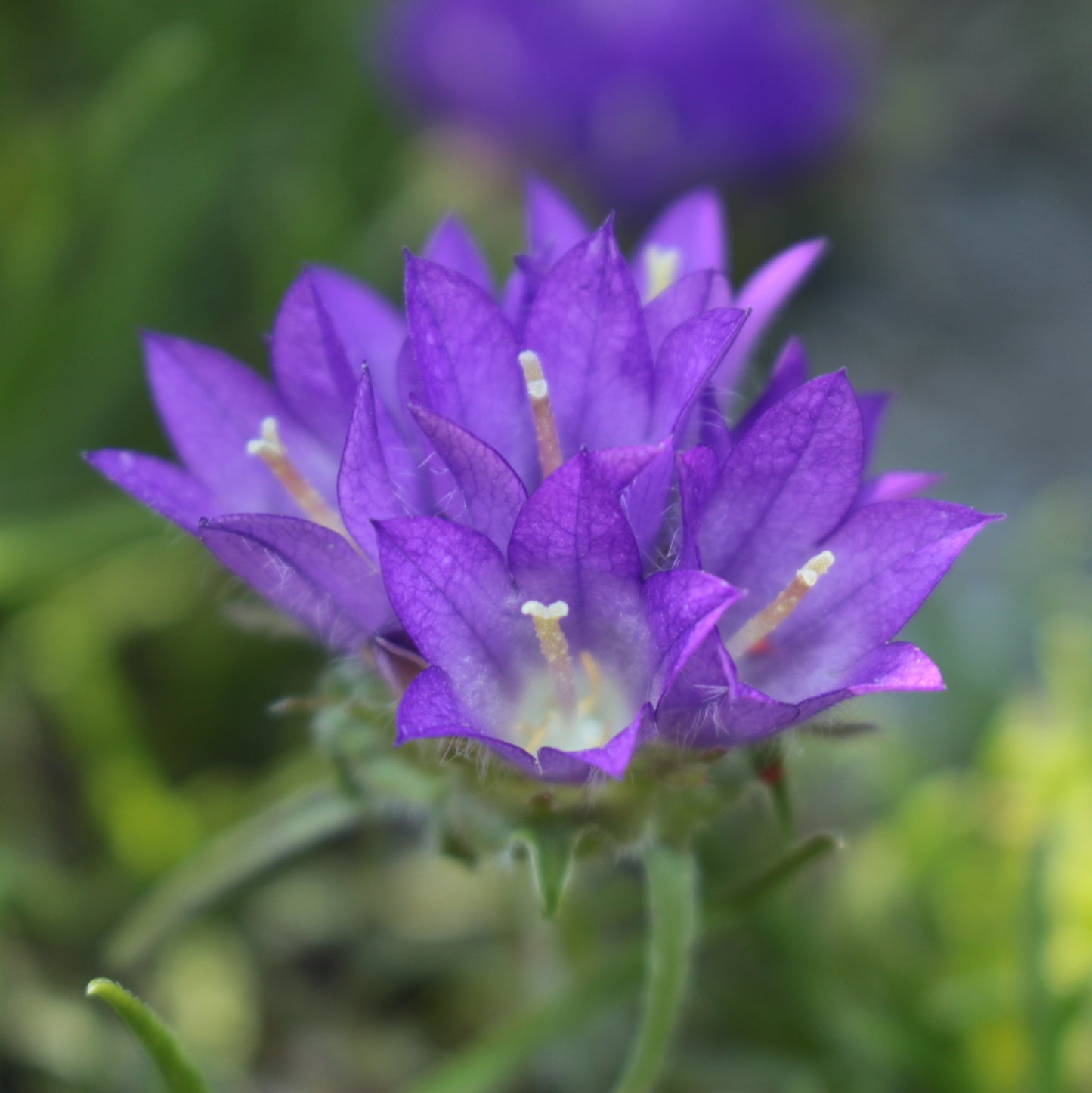 Edraianthus graminifolius