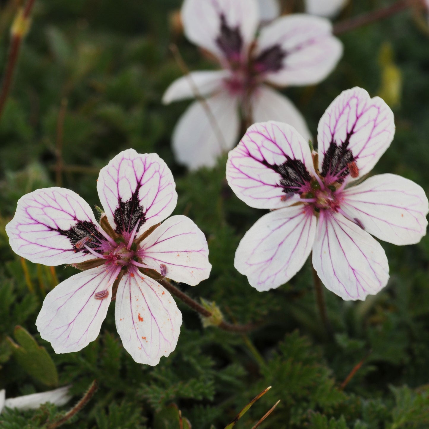 Erodium glandulosum