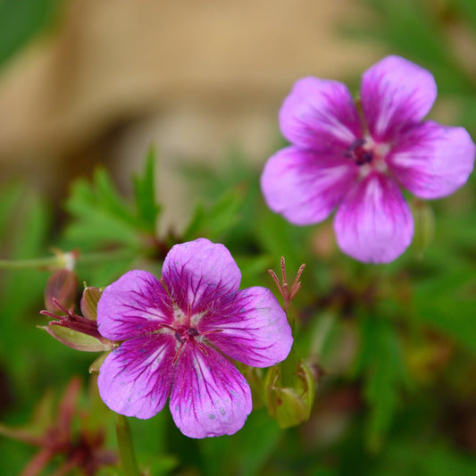 Geranium sobliferum