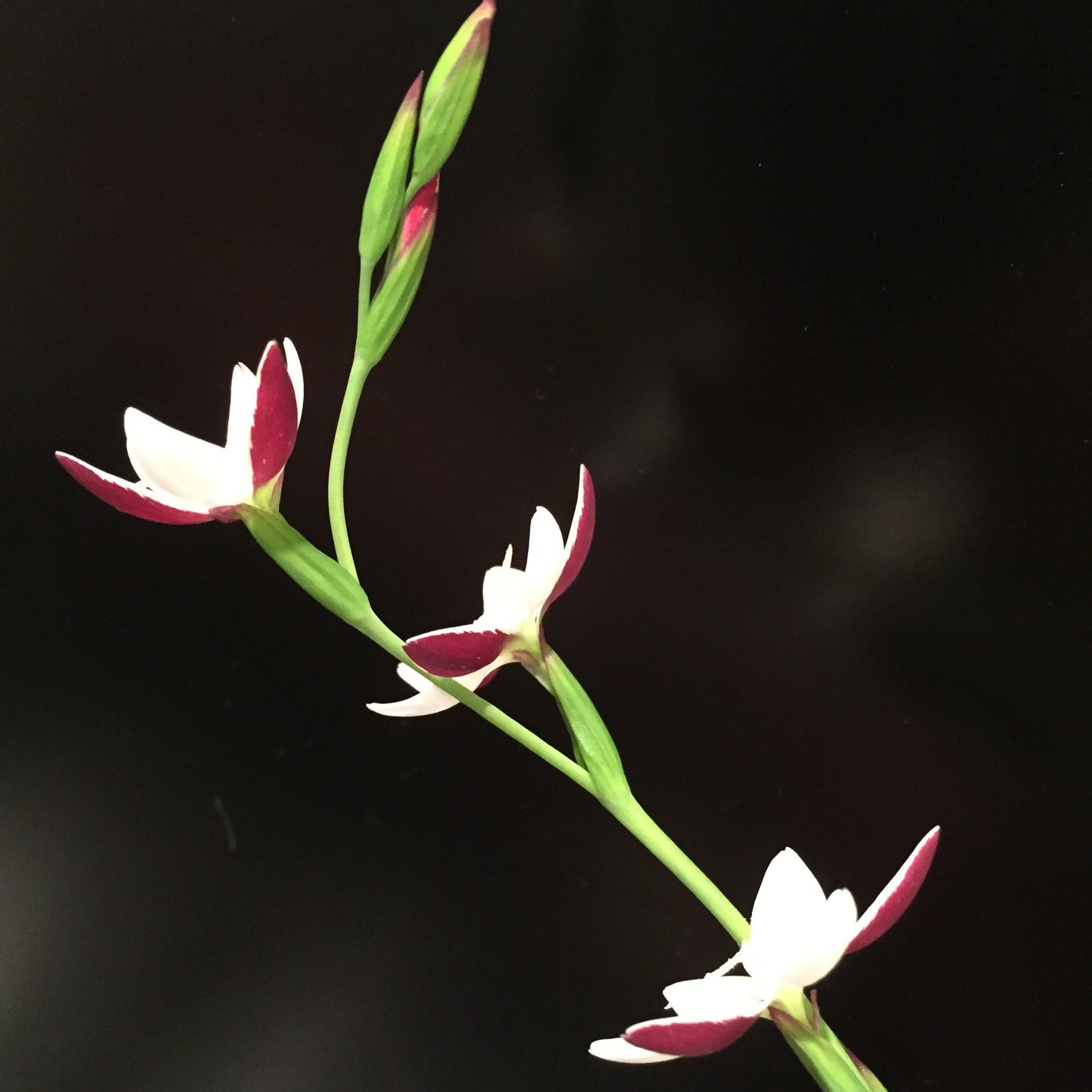 Hesperantha cucculata
