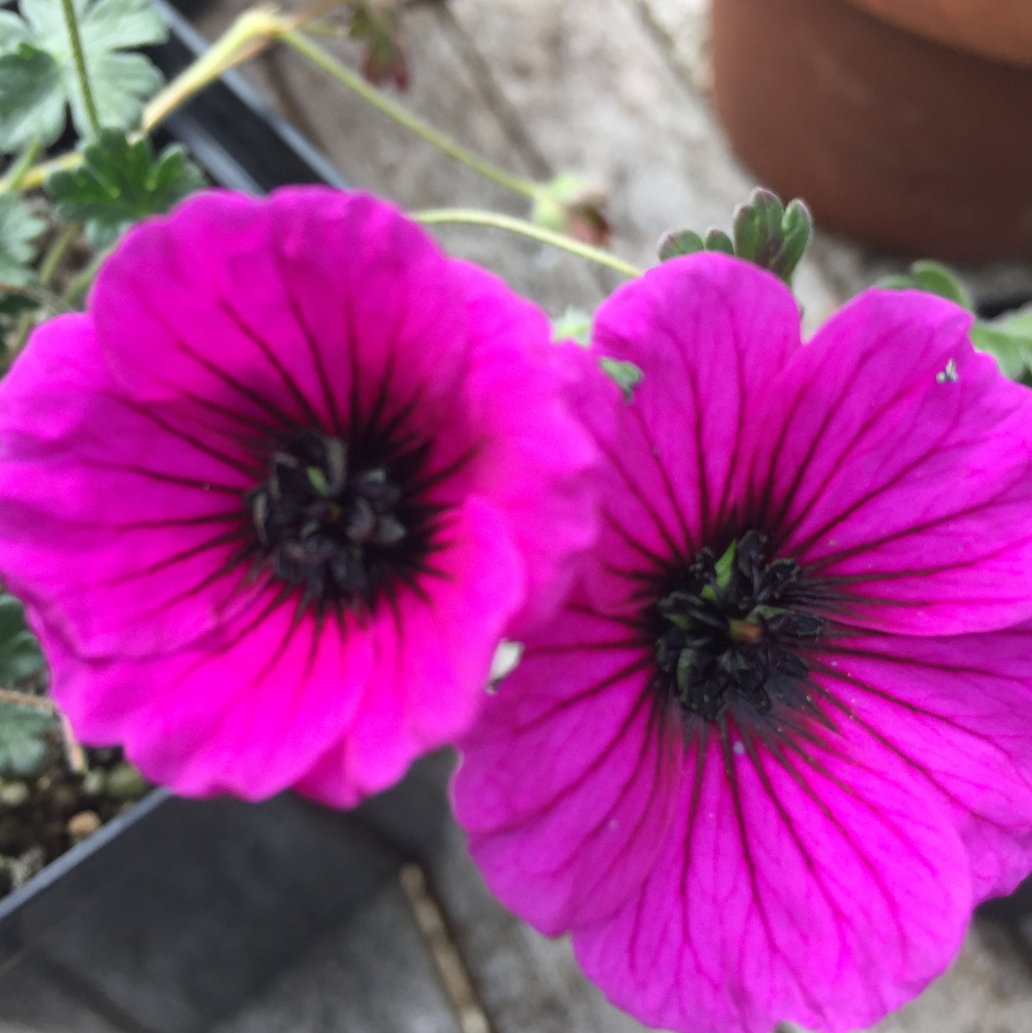 Geranium cinereum Drakon