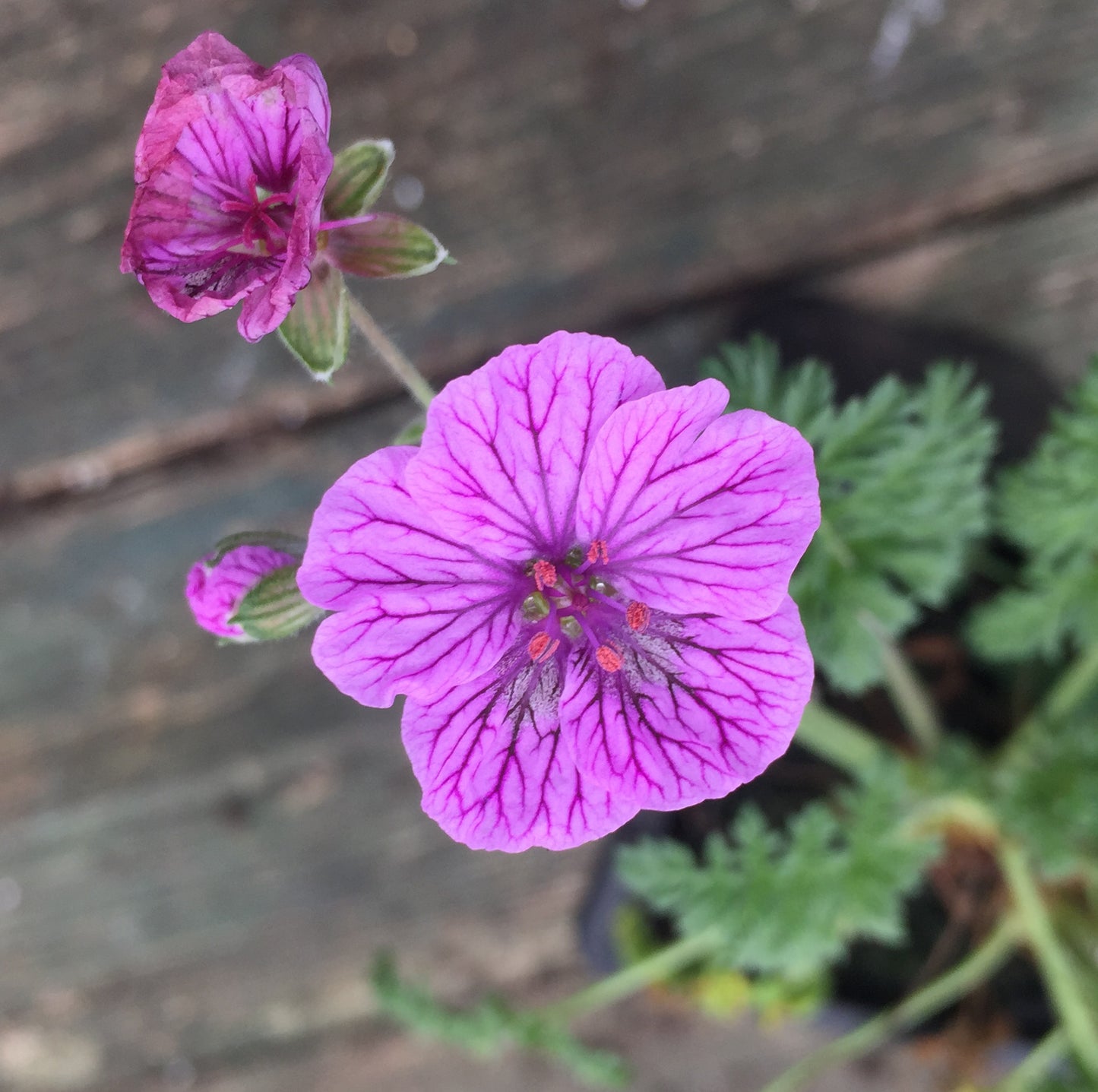 Erodium Treasure Me