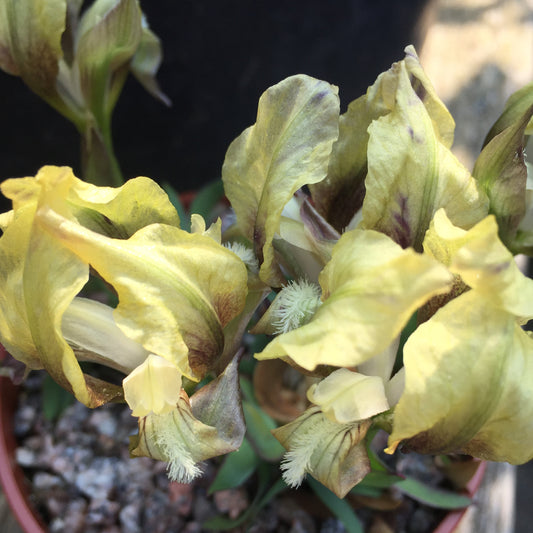 Iris suaveolens helovus