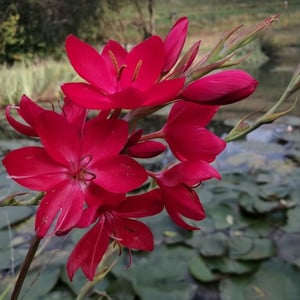 Hesperantha coccineus Lipstick sun Schizostylis c Lipstick