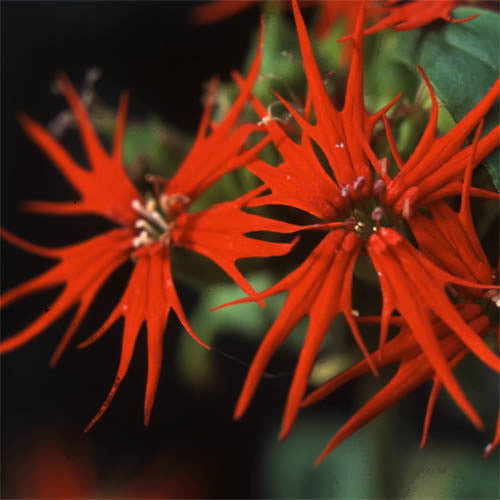 Lychnis Wilfordii