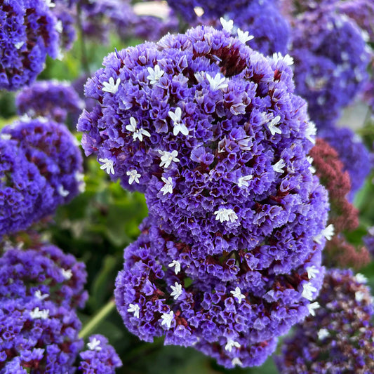 Limonium perezii