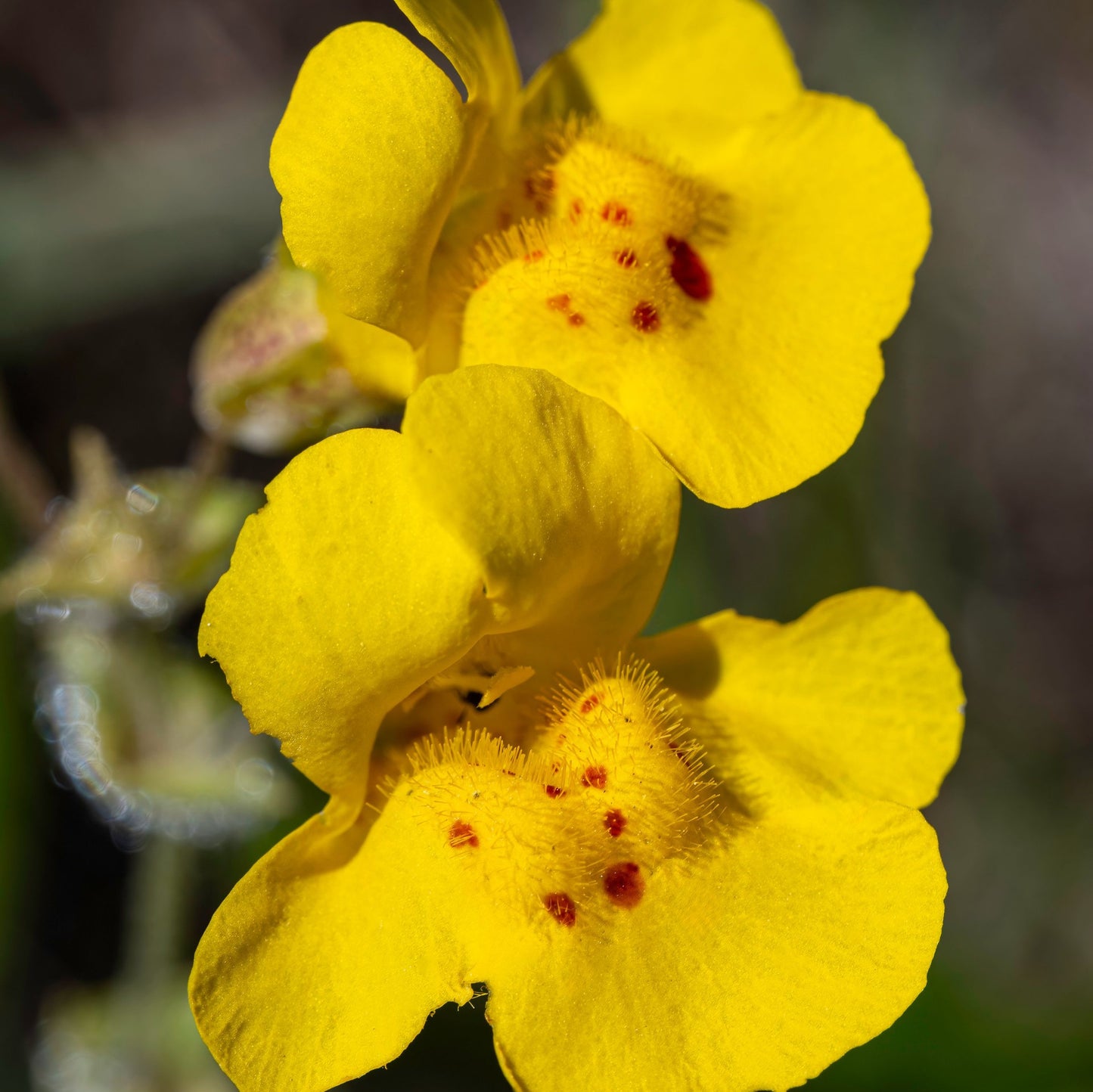 Mimulus primuloides