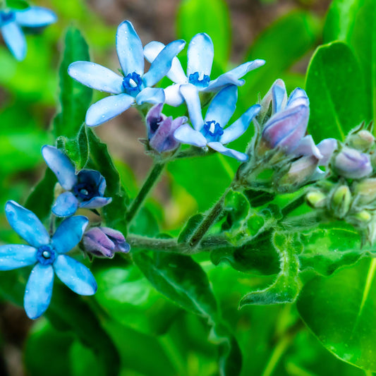 Tweedia caerlulea Heavenborn. syn Oxypetalum caeruleum