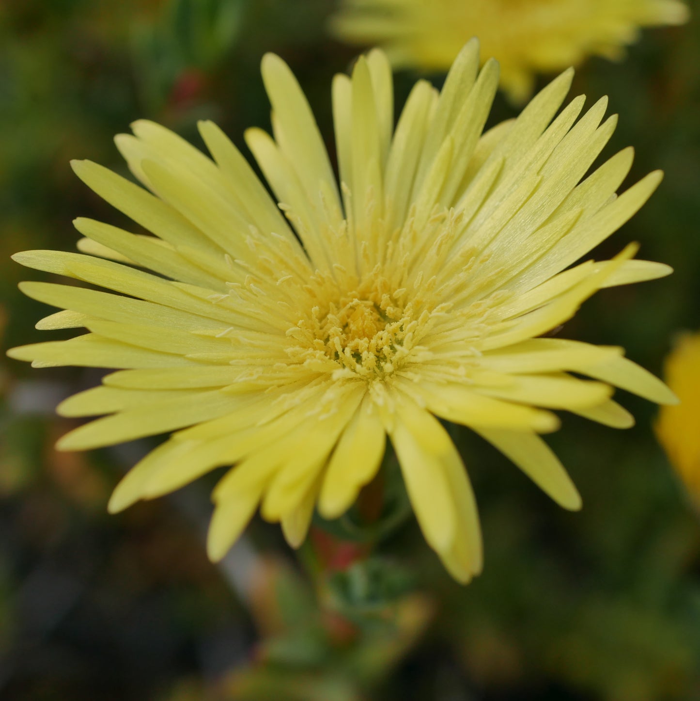 Lampranthus Sundance