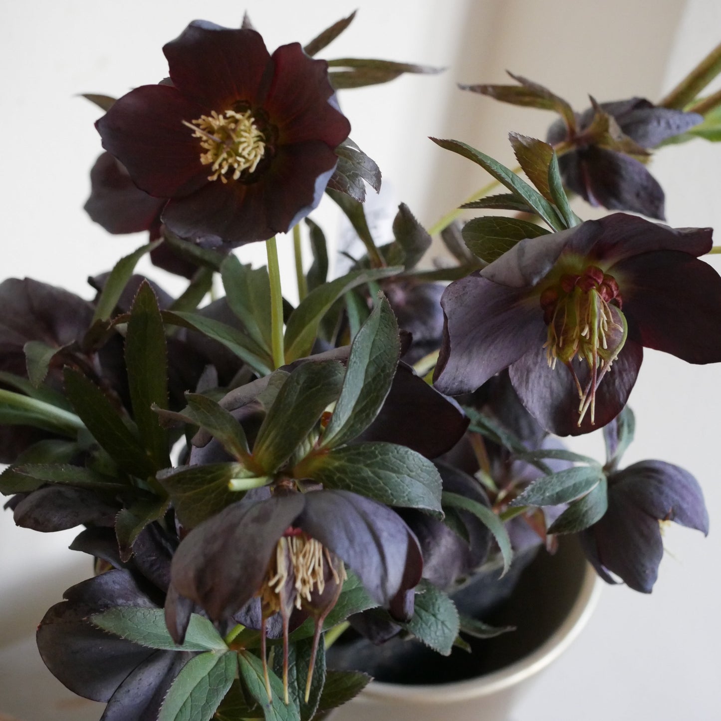 Helleborus Dark as Night