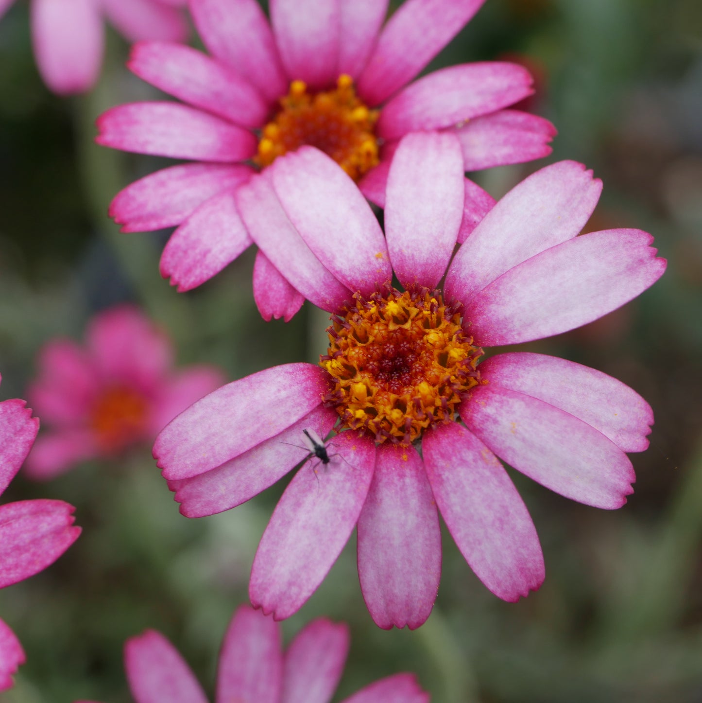 Rhodanthemum 'Marrakech'