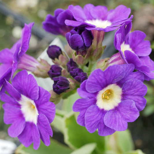 Primula allionii Rachel Kinnen