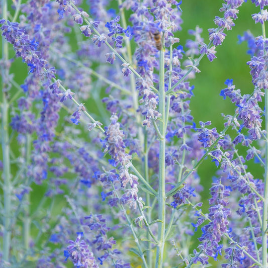 Salvia youngii  (syn Perovskia atriplicifolia)