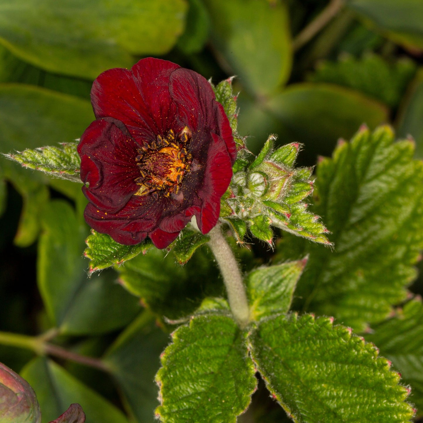 Potentilla Etna