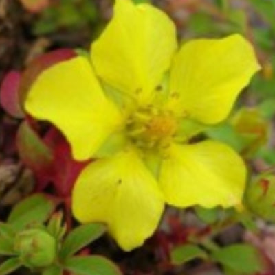 Potentilla eriocarpa