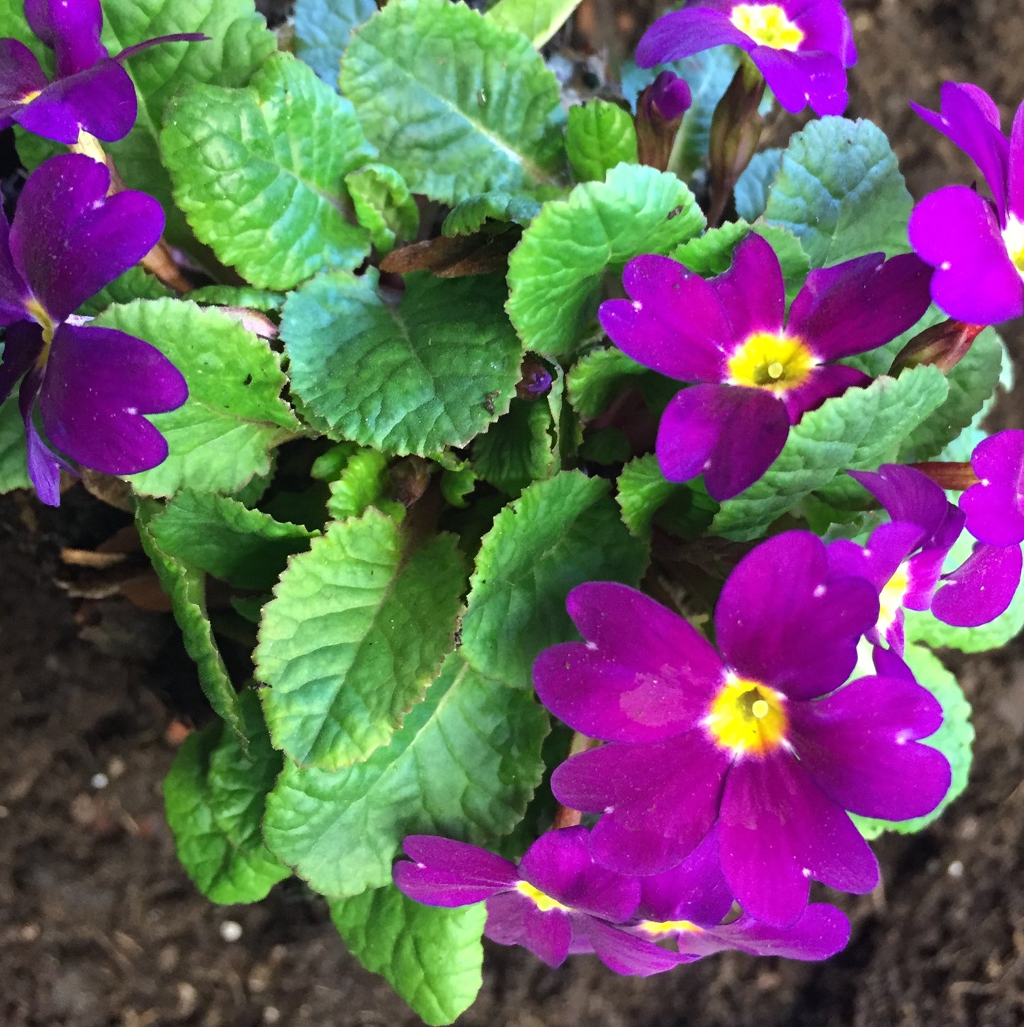 Primula Wanda