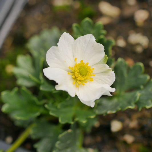 Ranunculus alpestris