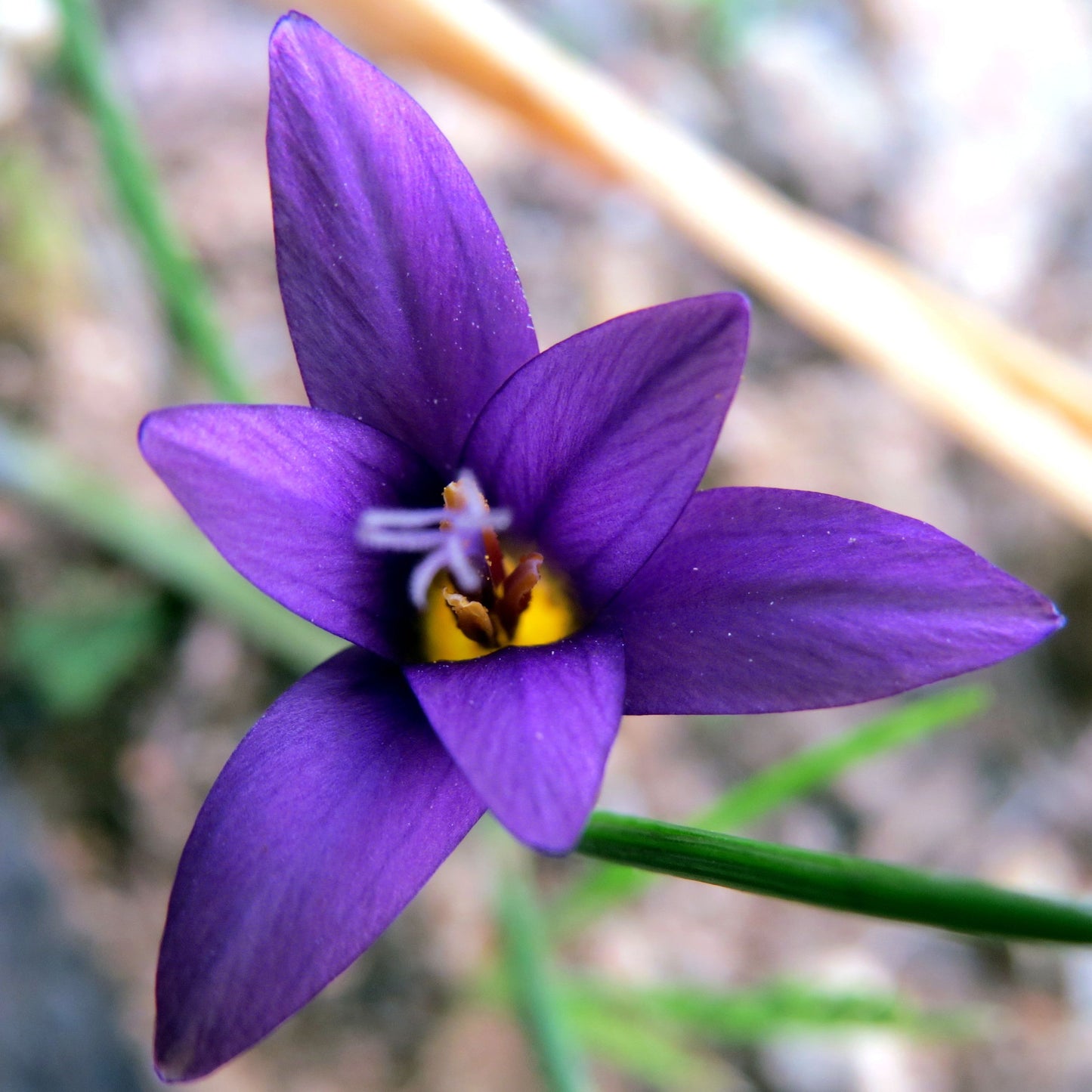 Romulea linaresii