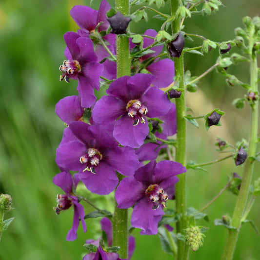 Verbascum phoeniceum Violetta