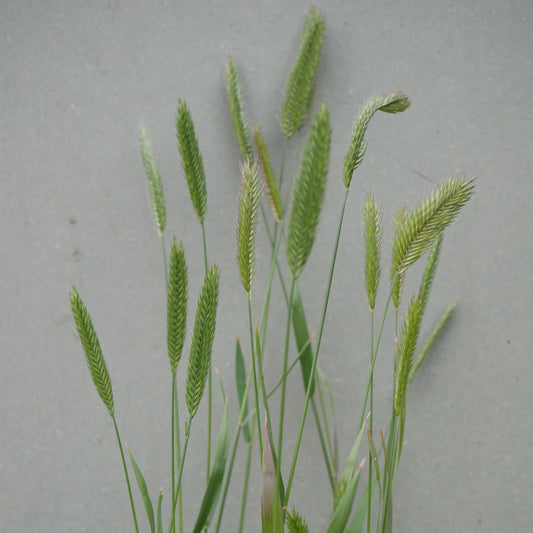 Wangenheimia lima Vulcan