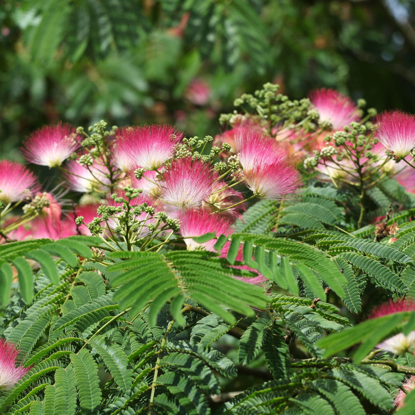 Albizia julibrissin