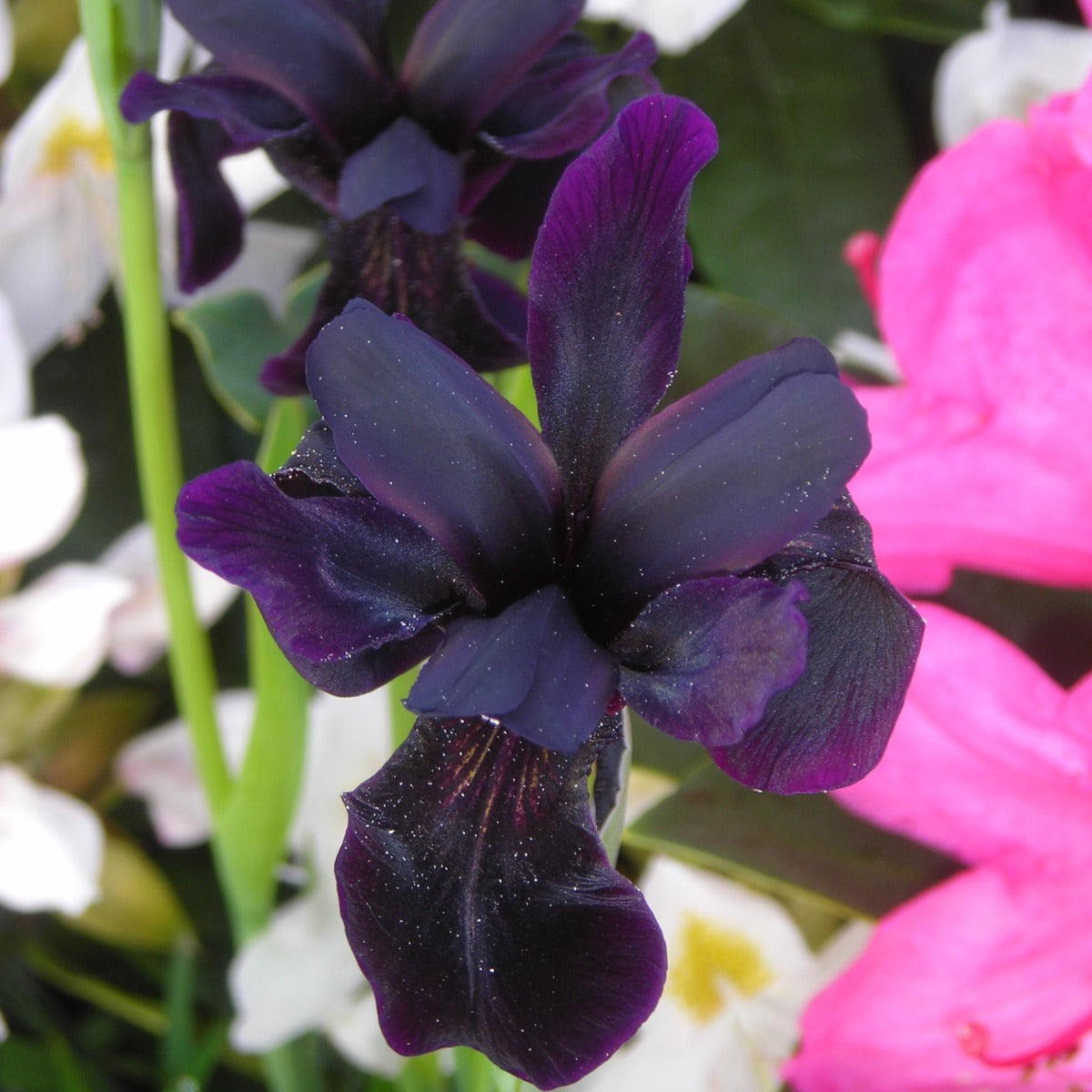 Iris chrysographes Pioneer