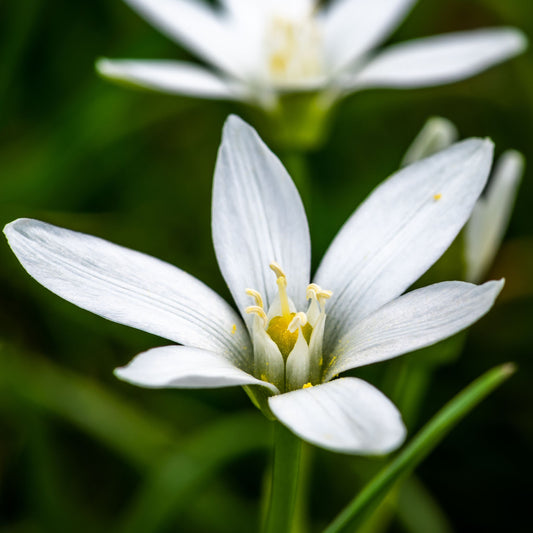 Olsynium filifolium  syn. Siyrinchium filifolium