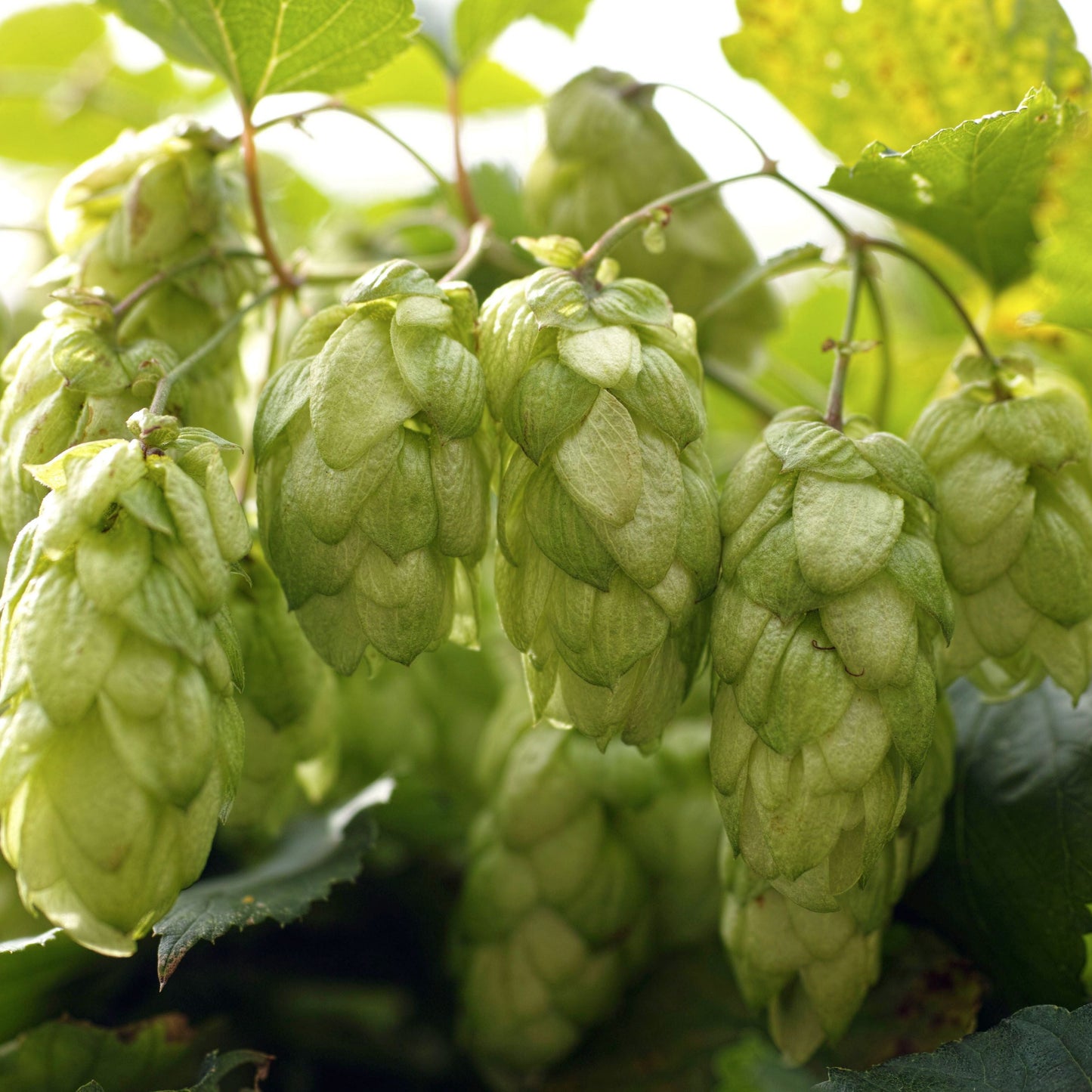 Humulus lupulis