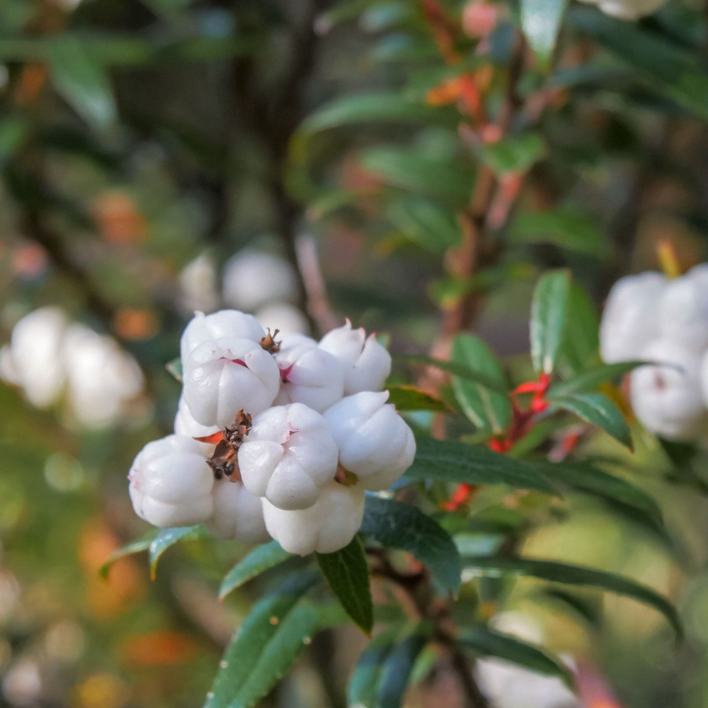 Gaultheria borneensis