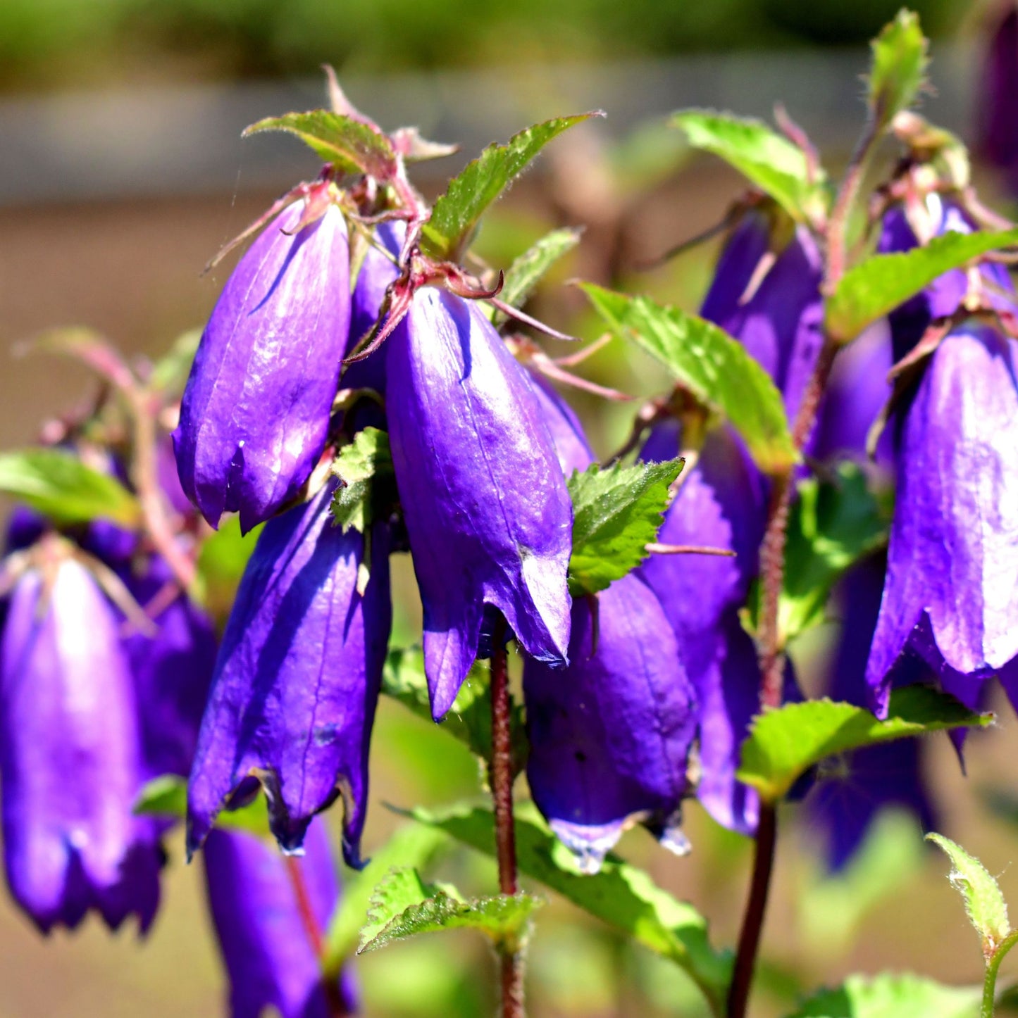 Campanula punctata Sarastro