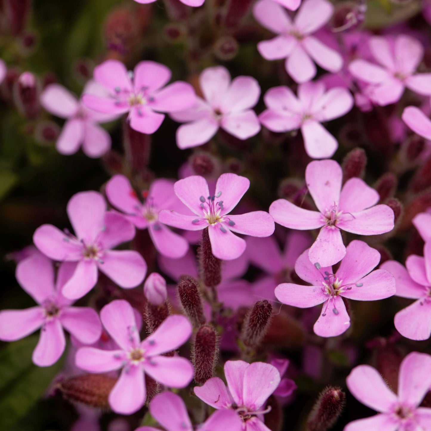 Saponaria ocymoides (Tumbling Ted)