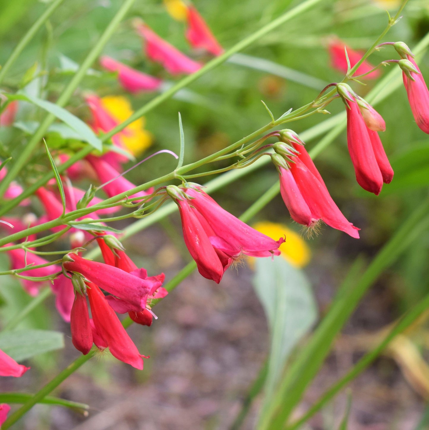 Penstemon barbatus Twizzle Scarlet