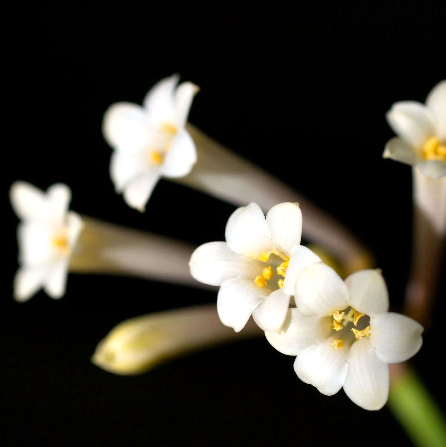 Cyrtanthus mackenii var Devon Cream
