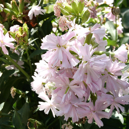 Saponaria officinalis 'Flore Plena'