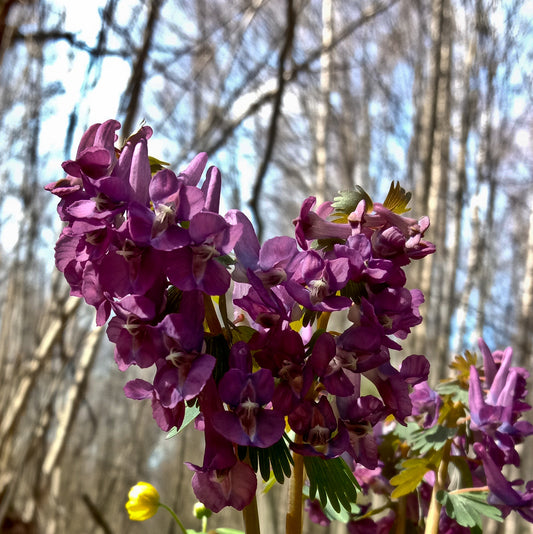 Corydalis Craigton Purple