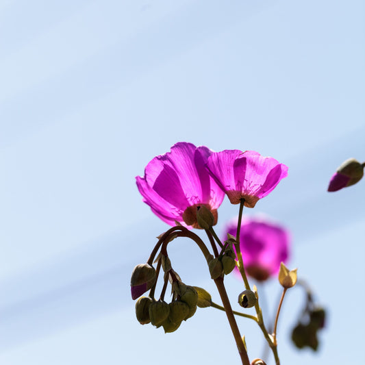 Calandrinia grandiflora- syn Cistanthe grandiflora
