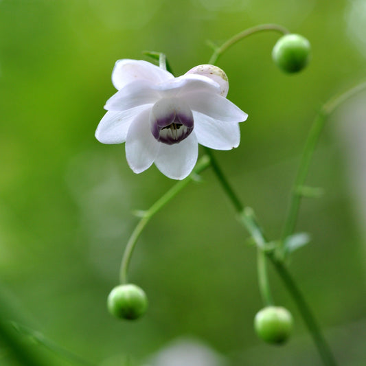 Anemonopsis macrophylla Alba