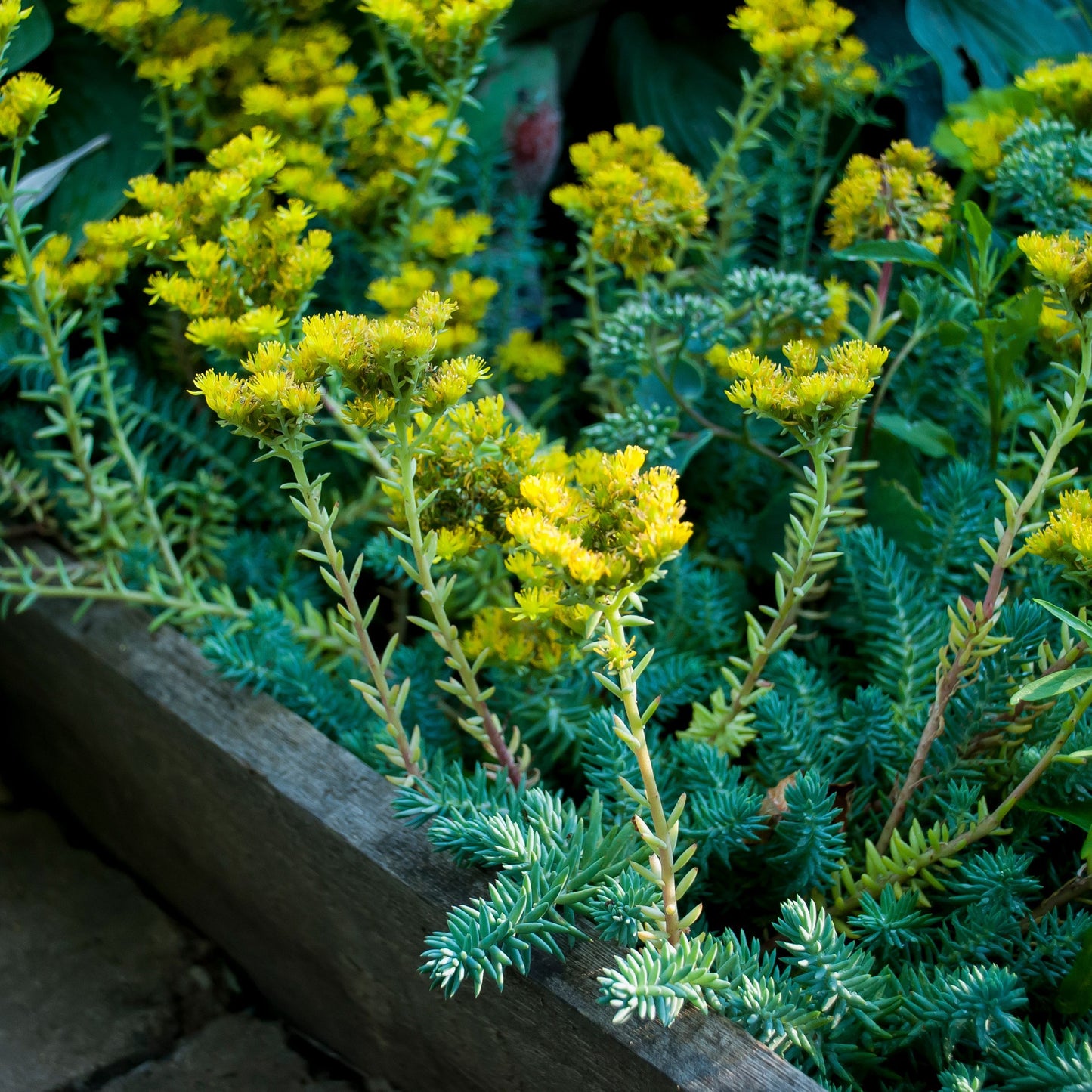 Sedum reflexum