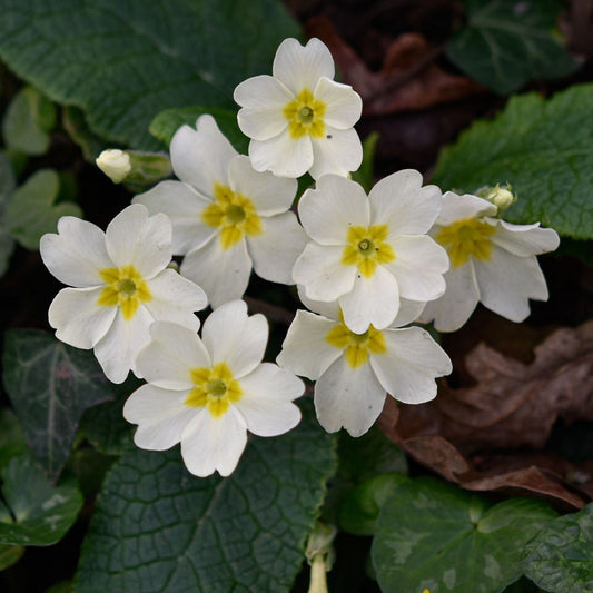 Primula vulgaris Carrigdale