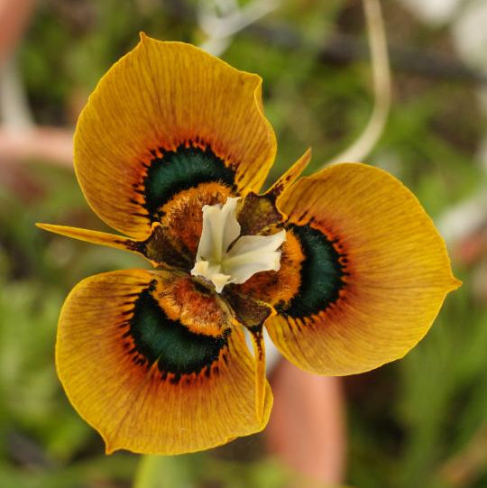 Moraea tulbaghensis